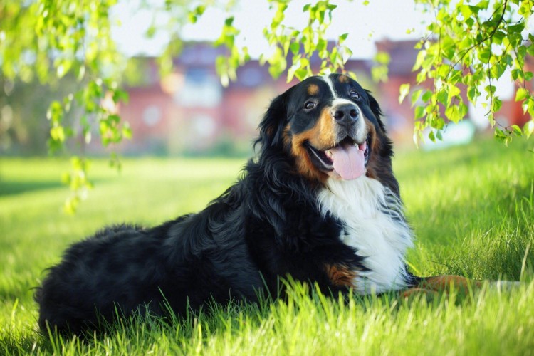 为何伯恩山犬逐渐登上宠物圈？除不输金毛，还有这几点！