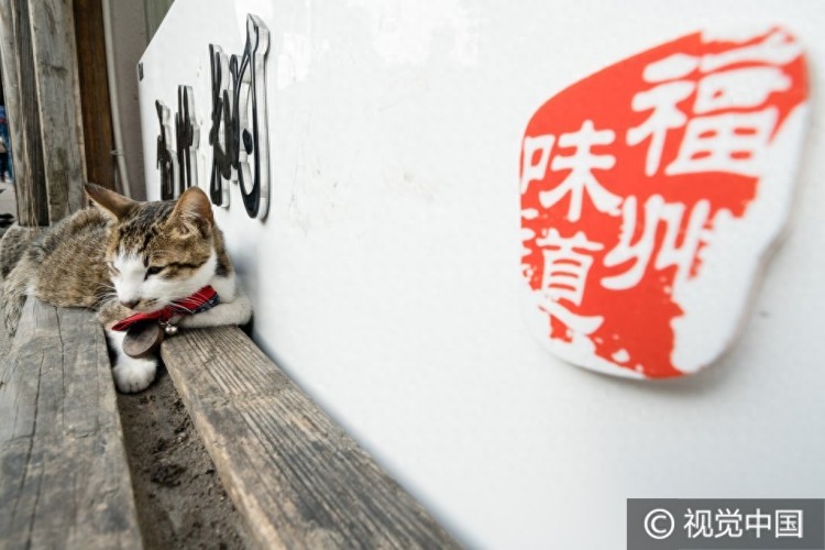 福州一景区现宠物猫任拍任摸还有身份