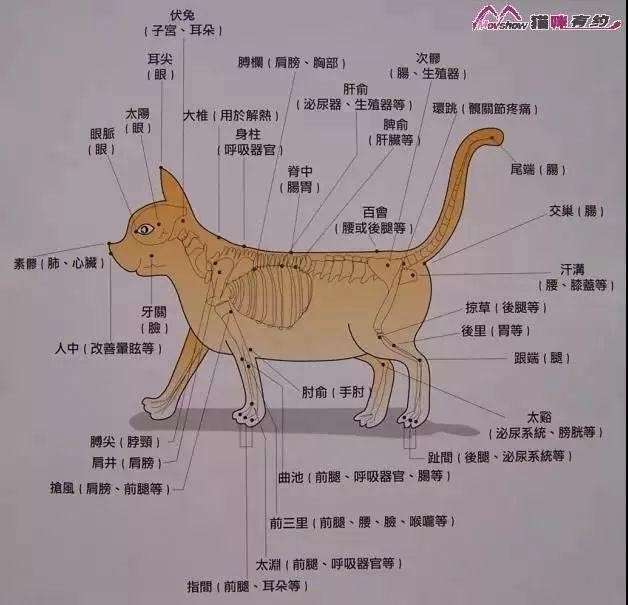 猫咪也爱大保健手把手教你帮猫咪按摩