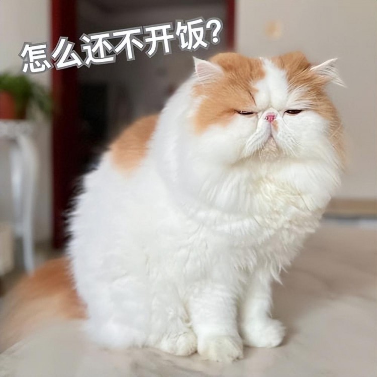 一只猫真正依赖你才会有这6种表现！