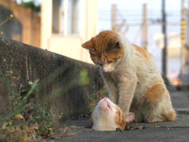 老实说，宠物猫被主人抛弃，大概只有“死路一条”