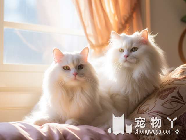 波斯猫和加菲猫的明显区别？